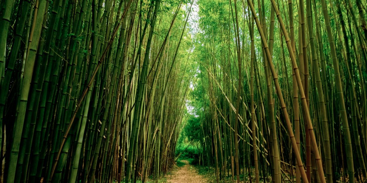 bosque-bambu-2-1920x1329