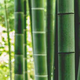 bosque-bambu-enkuu-smile_-OoULo8WHNtY-unsplash-800-width